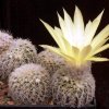 Ferocactus_wislizenii_1